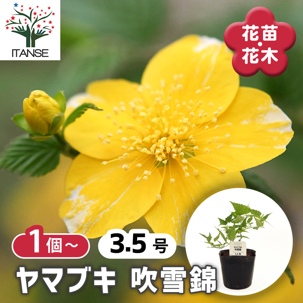 ヤマブキ(山吹) 吹雪錦 【花木苗 3.5号】｜ 【植物のITANSE