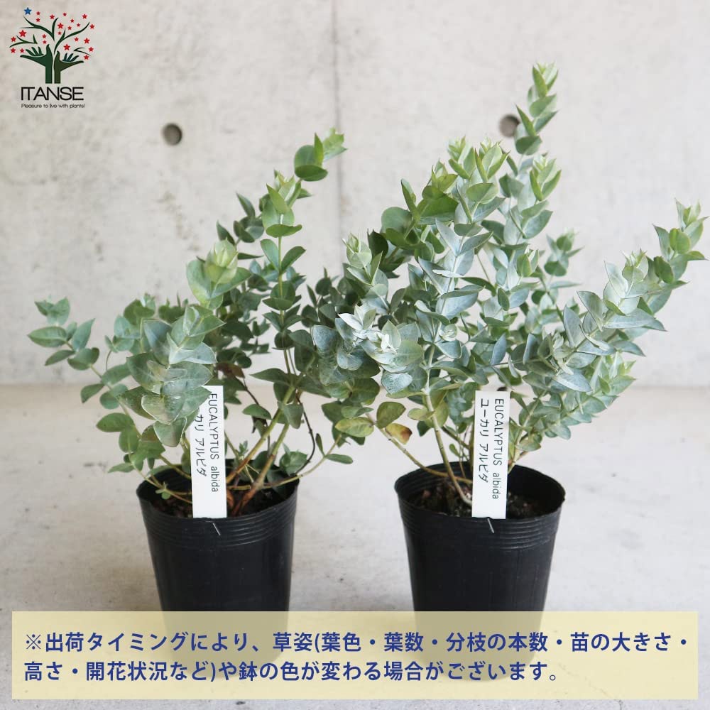 ユーカリ・アルビダ【庭木 3.5号ポット／1個売り】｜ 【植物の