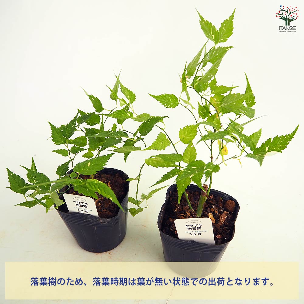 ヤマブキ(山吹) 吹雪錦 【花木苗 3.5号】｜ 【植物のITANSE