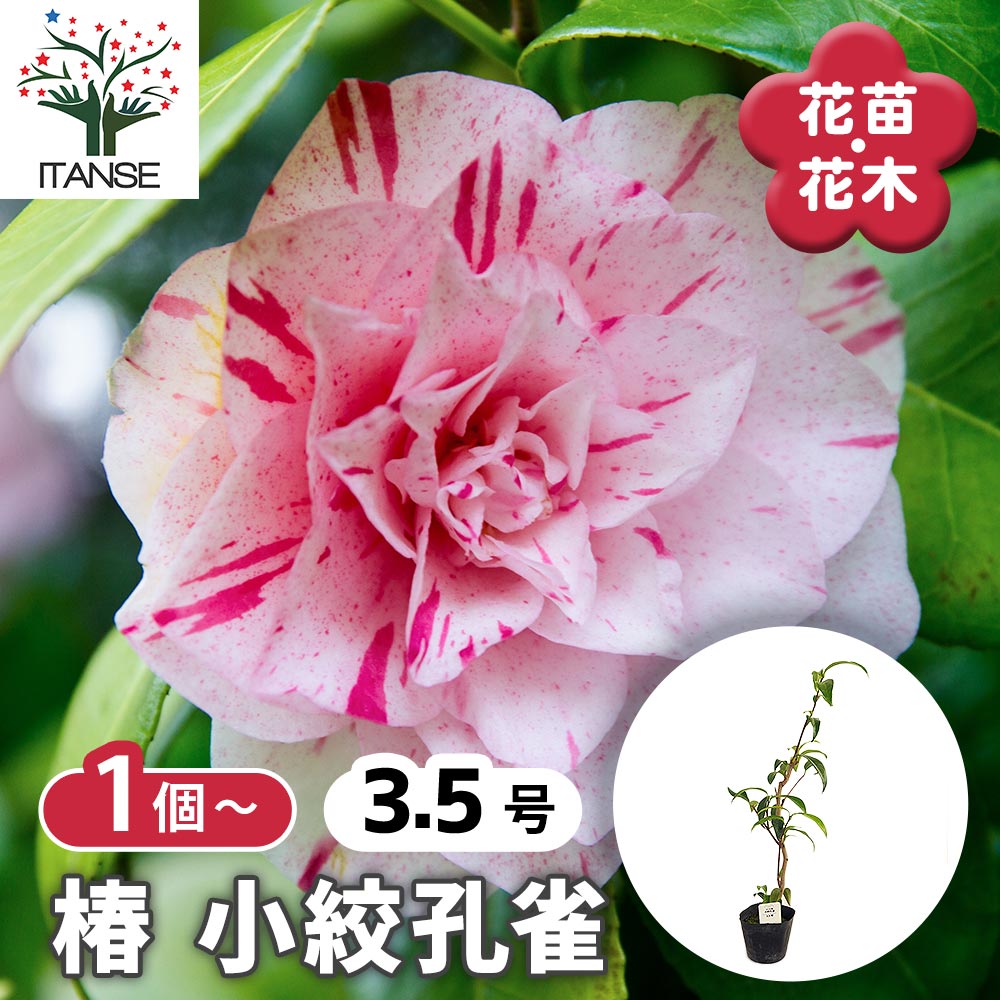 椿(ツバキ)の苗木 小絞孔雀 【花木苗 3.5号】｜ 【植物のITANSE