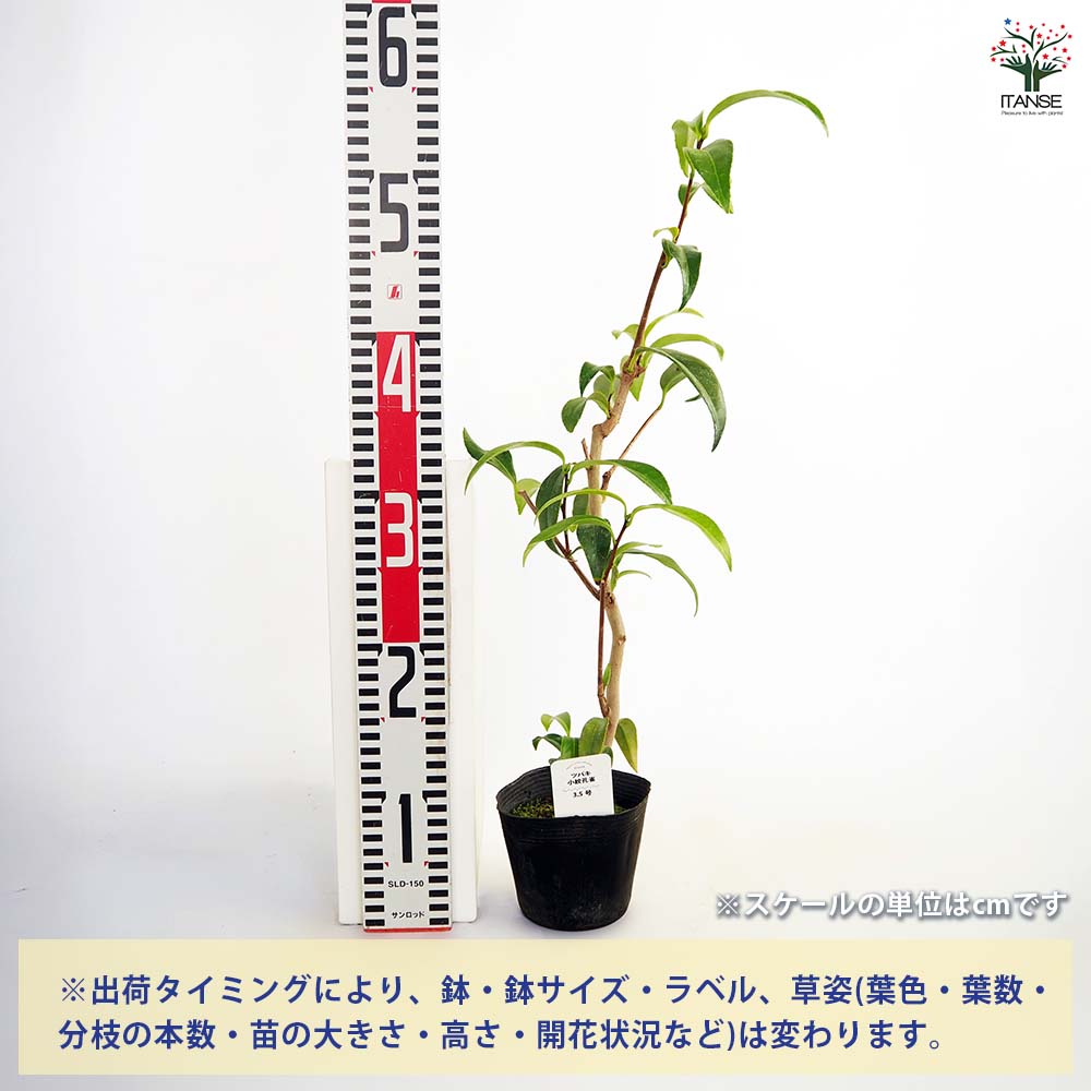 椿(ツバキ)の苗木 小絞孔雀 【花木苗 3.5号】｜ 【植物のITANSE