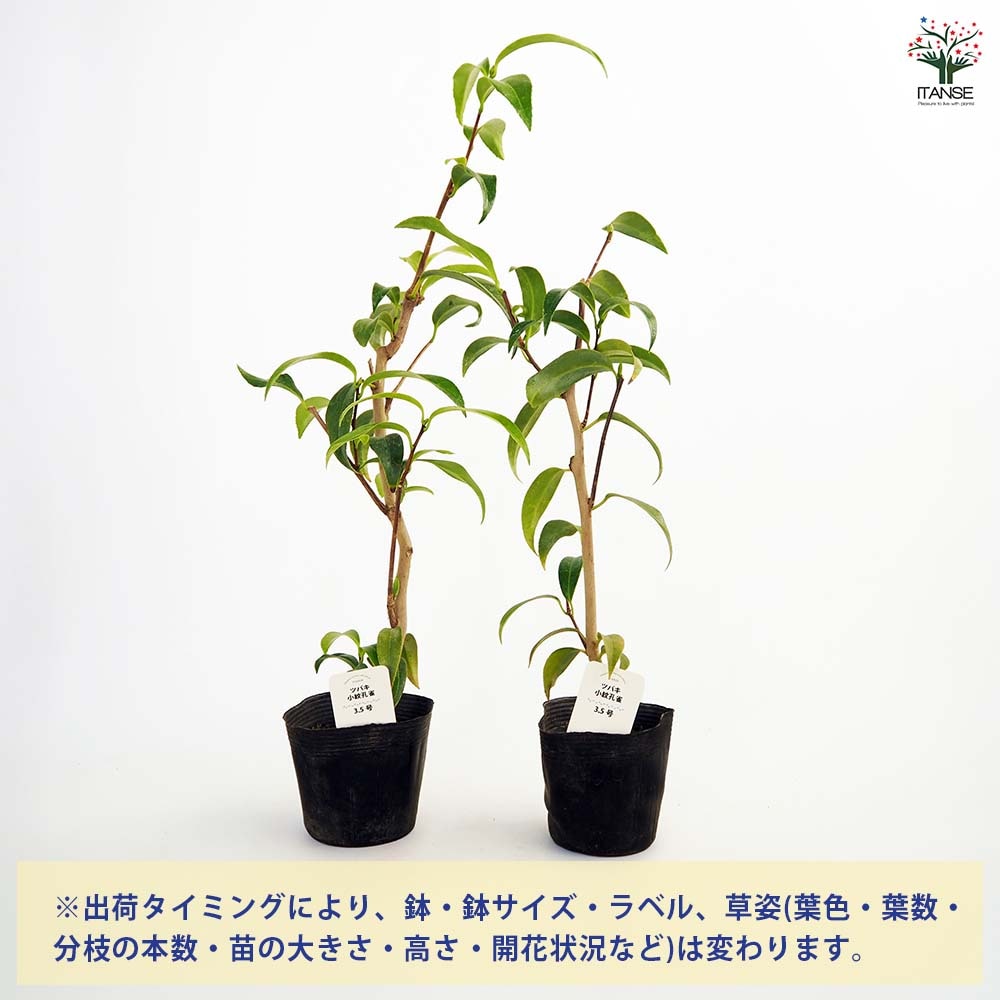 椿(ツバキ)の苗木 小絞孔雀 【花木苗 3.5号】｜ 【植物のITANSE