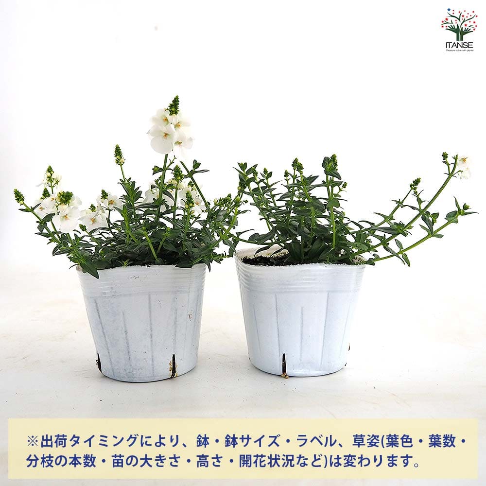 ディアスシア トリニティーサンセット白花 【花苗 3.5号】｜ 【植物の