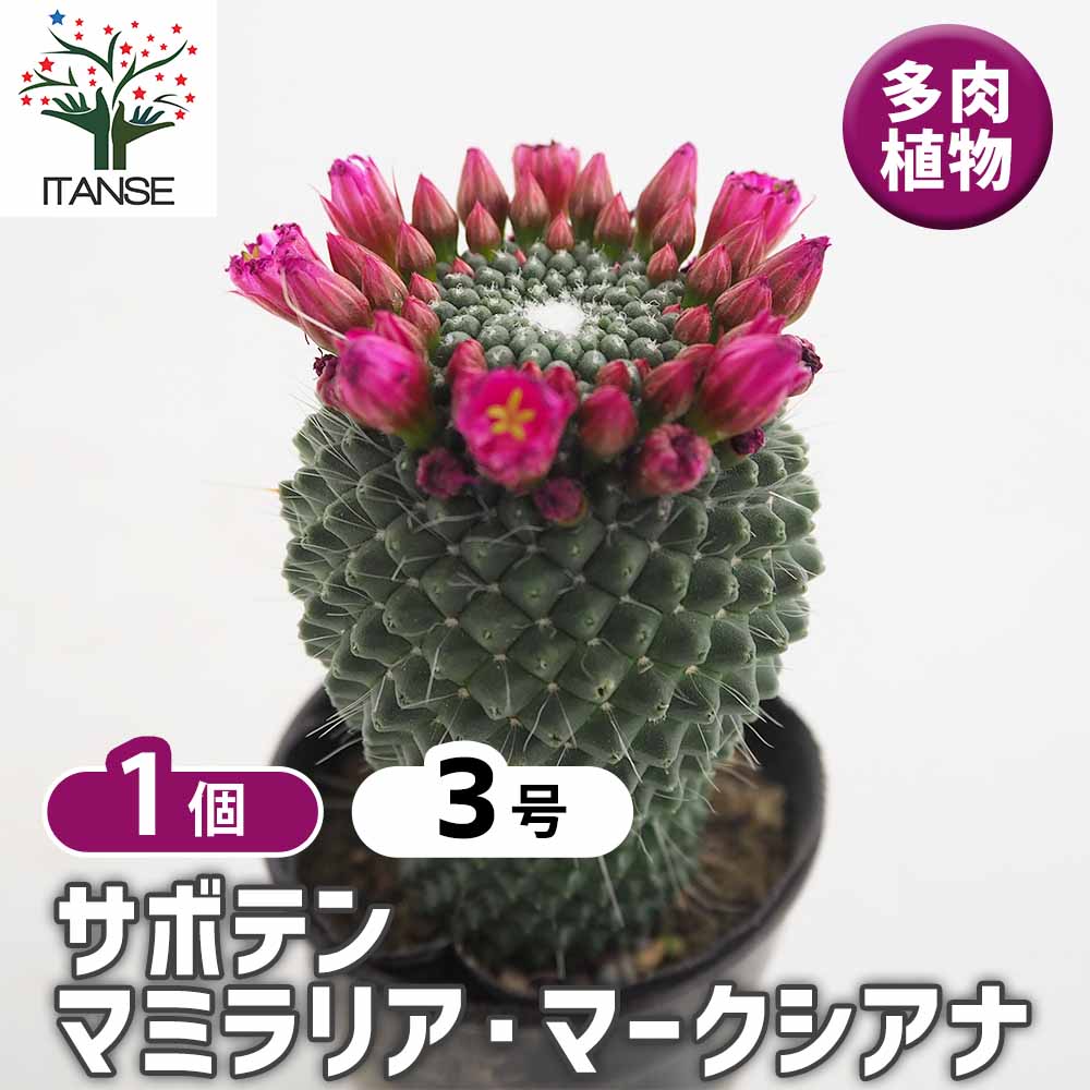 サボテン マミラリア マークシアナ 【多肉植物 3号／1個売り
