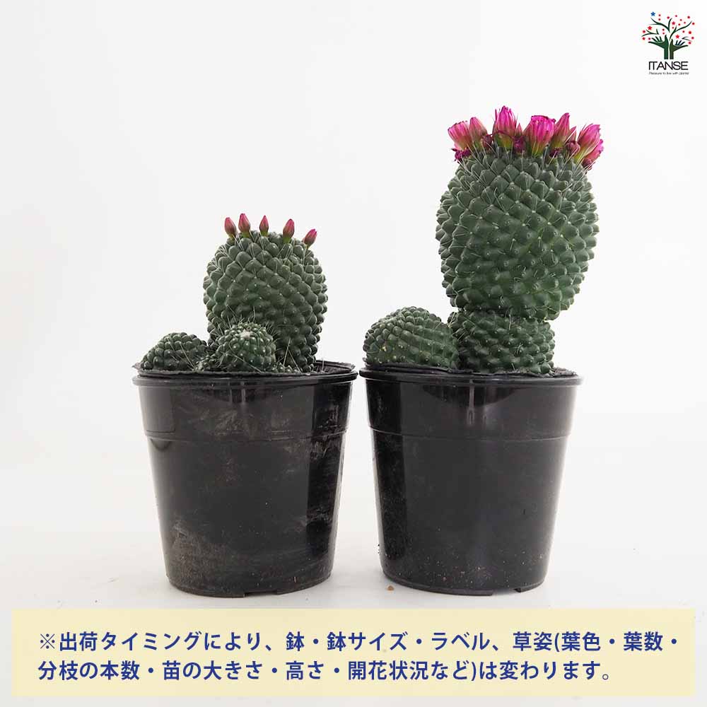 サボテン マミラリア マークシアナ 【多肉植物 3号／1個売り