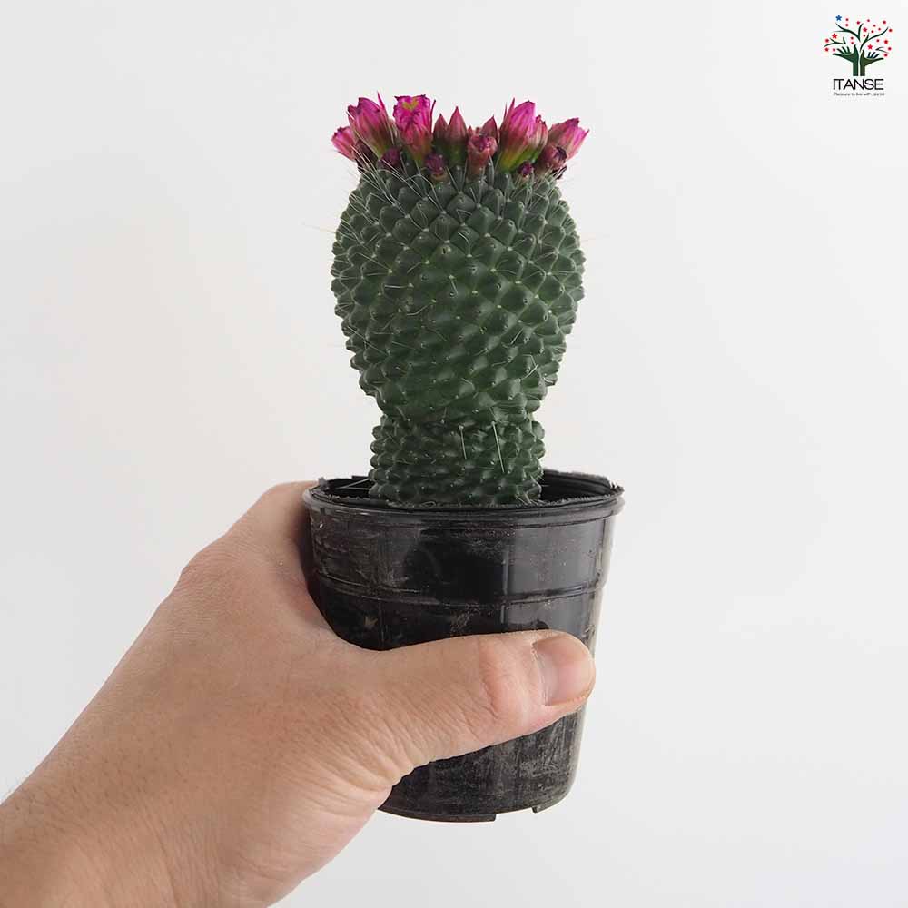 サボテン マミラリア マークシアナ 【多肉植物 3号／1個売り