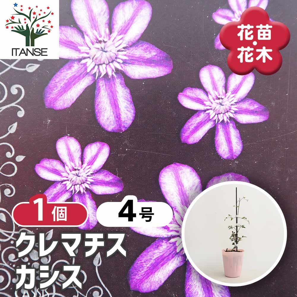 花菜！ PW ラグランジア シャンデリーニ 5号｜花木10-TU | 花木・庭木
