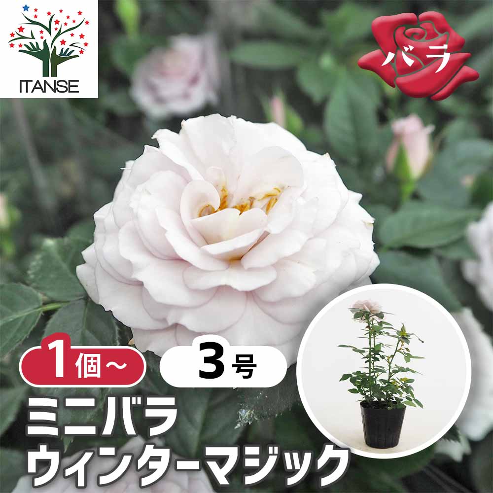 ミニ薔薇 ウィンターマジック 【花木苗 3号】｜ 【植物のITANSE