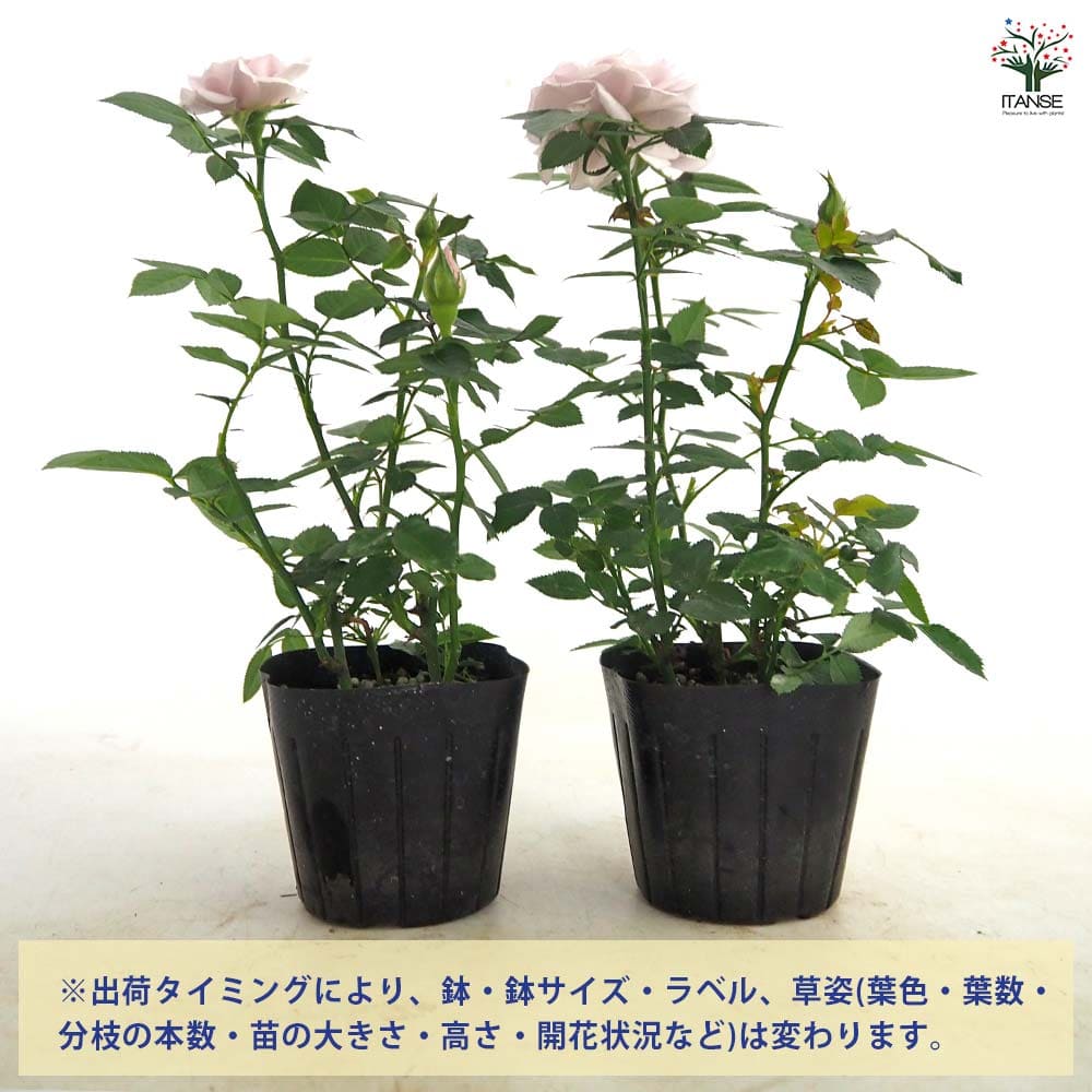 ミニ薔薇 ウィンターマジック 【花木苗 3号】｜ 【植物のITANSE