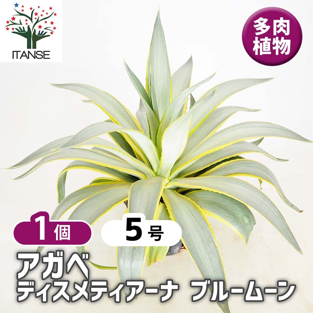 アガベ ディスメティアーナ ブルームーン 【多肉植物 5号／1個売り