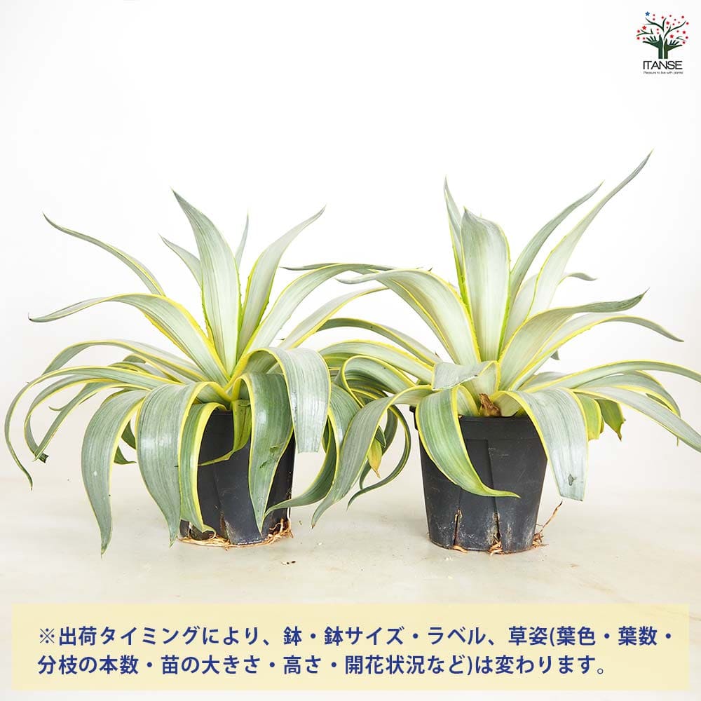アガベ ディスメティアーナ ブルームーン 【多肉植物 5号／1個売り