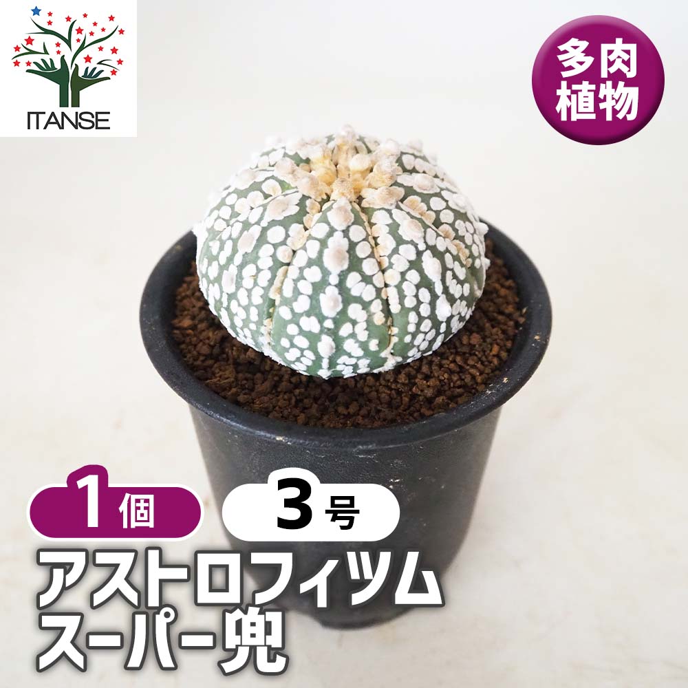 アストロフィツム スーパー兜 【 多肉植物 3号 ／1個売り 】｜ 【植物