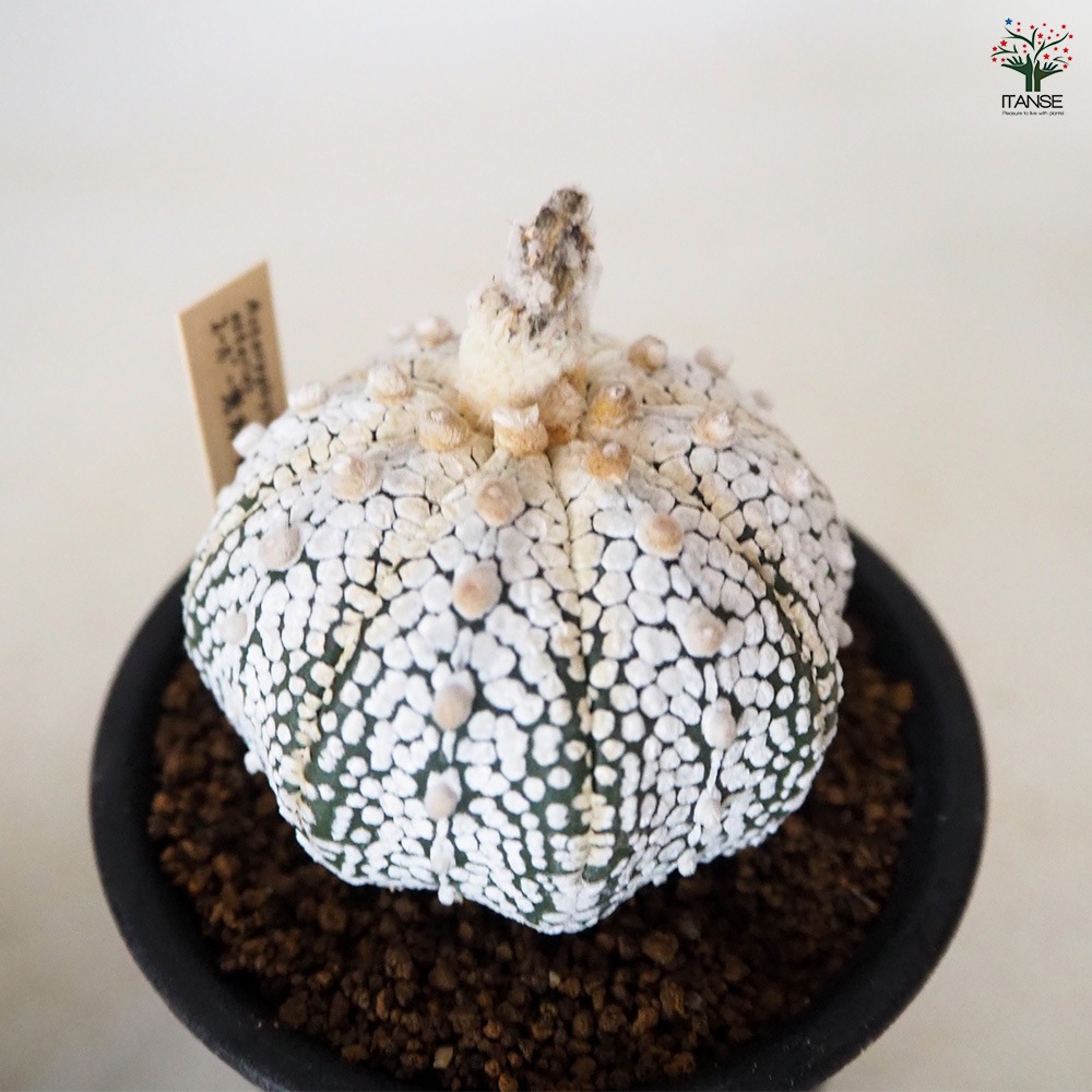 アストロフィツム スーパー兜 【 多肉植物 3号 ／1個売り 】｜ 【植物