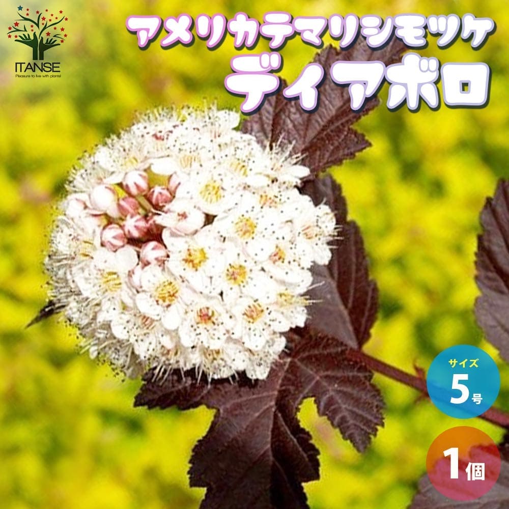 アメリカテマリシモツケ ディアボロ【花苗 5号鉢／1個売り】