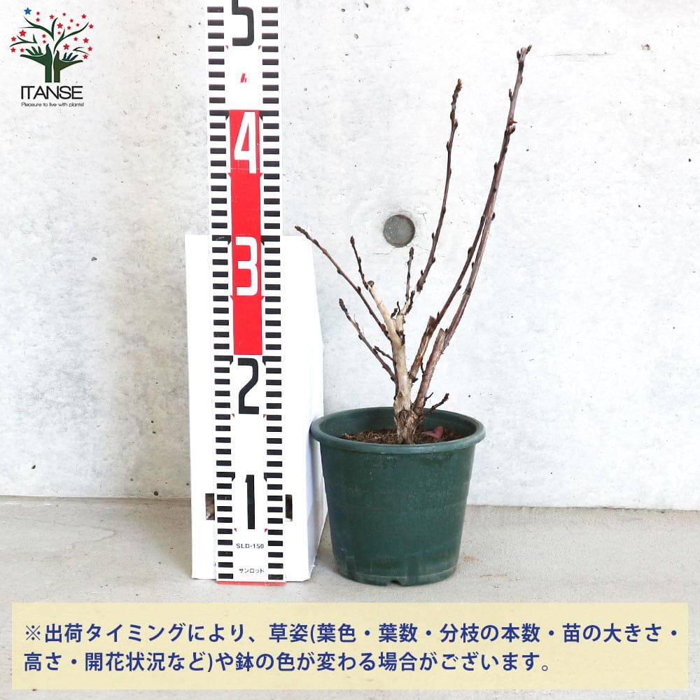 アメリカテマリシモツケ ディアボロ【花苗 5号鉢／1個売り】