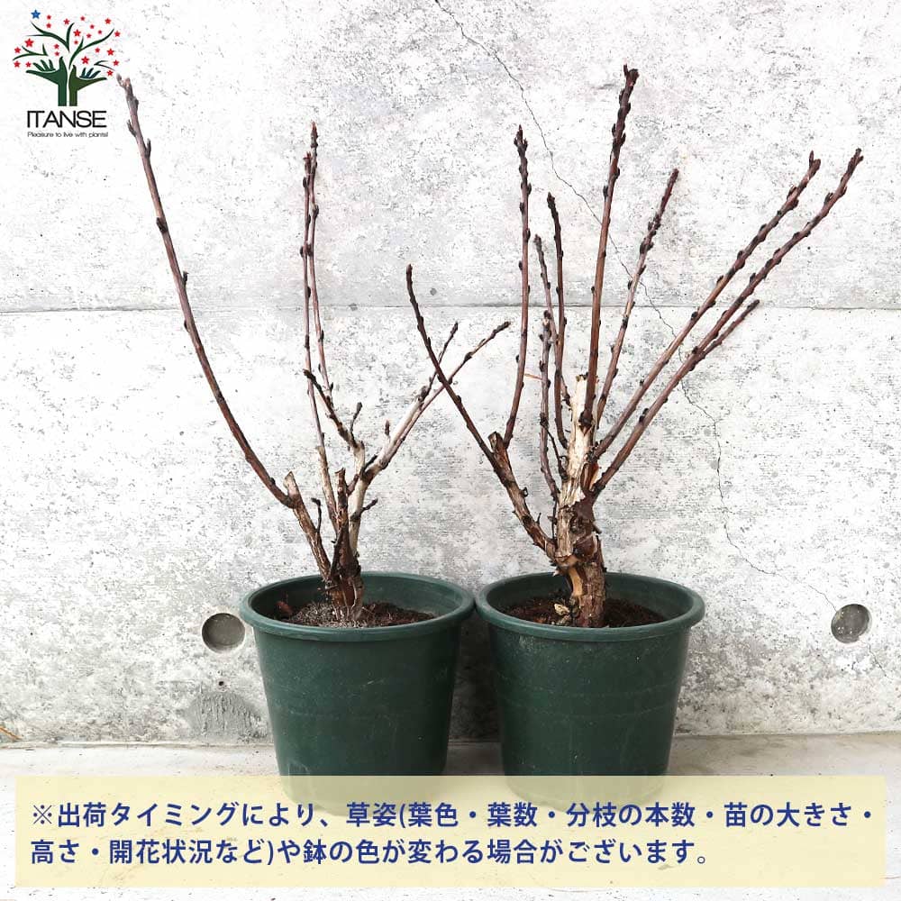 アメリカテマリシモツケ ディアボロ【花苗 5号鉢／1個売り】