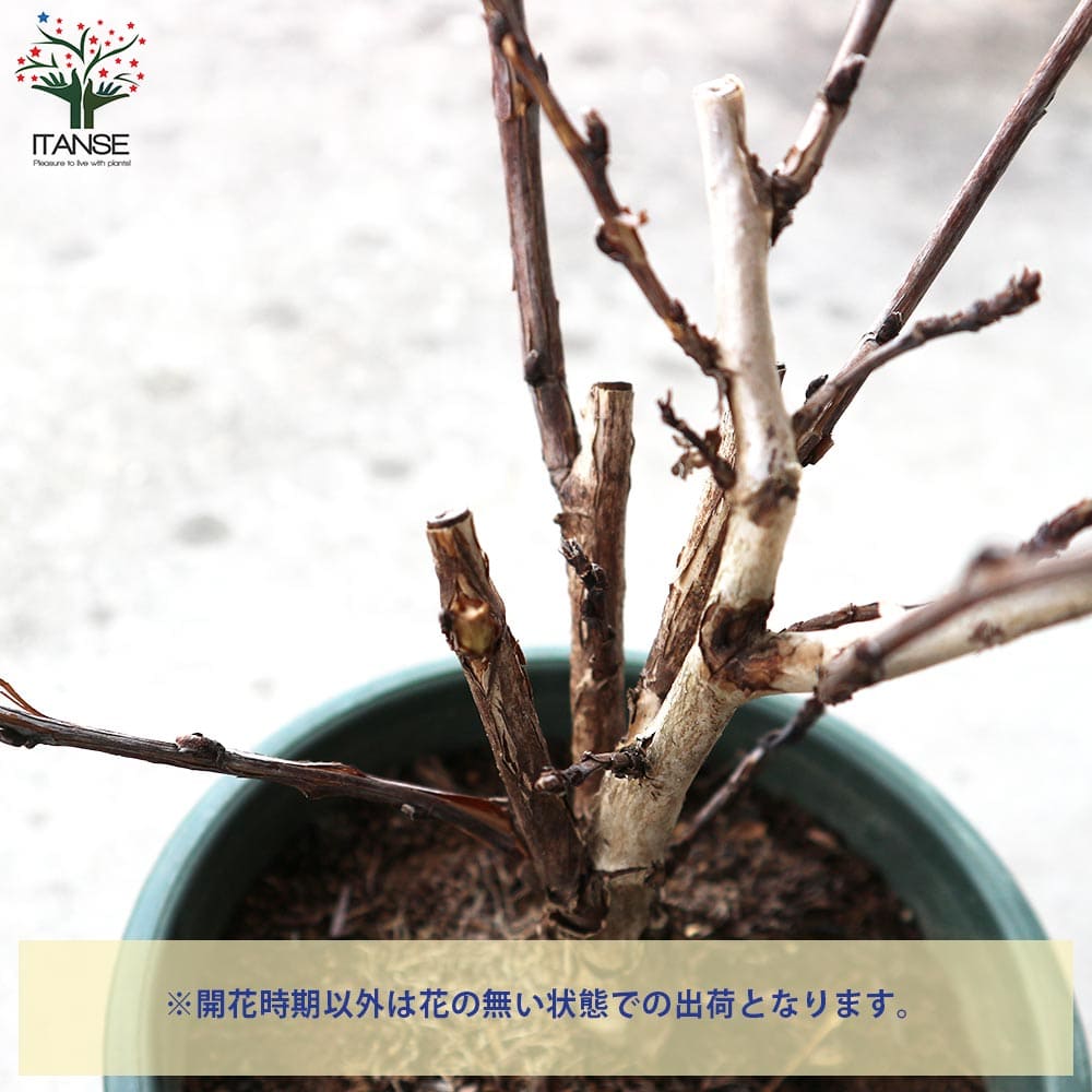 アメリカテマリシモツケ ディアボロ【花苗 5号鉢／1個売り】