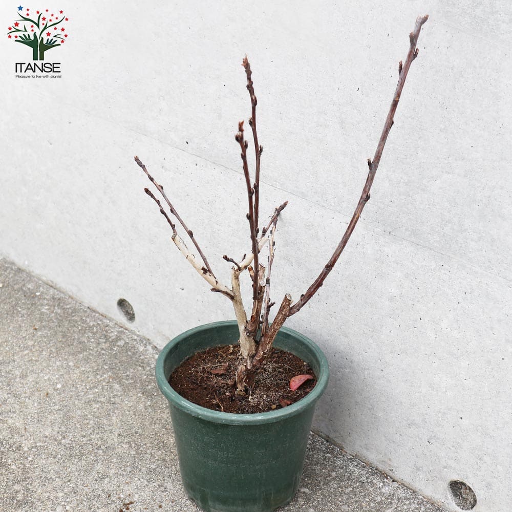 アメリカテマリシモツケ ディアボロ【花苗 5号鉢／1個売り】