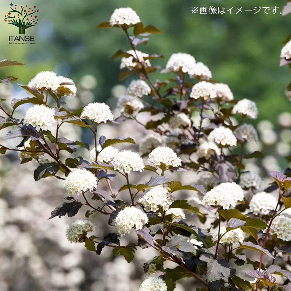 アメリカテマリシモツケ ディアボロ【花苗 5号鉢／1個売り】