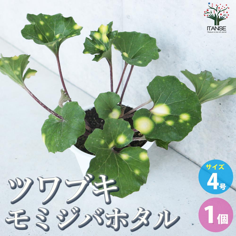 ツワブキ 紅葉々蛍(モミジバホタル)【花苗 4号鉢/1個売り】