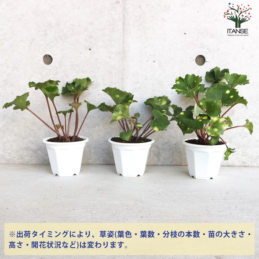 ツワブキ 紅葉々蛍(モミジバホタル)【花苗 4号鉢／1個売り】｜ 【植物