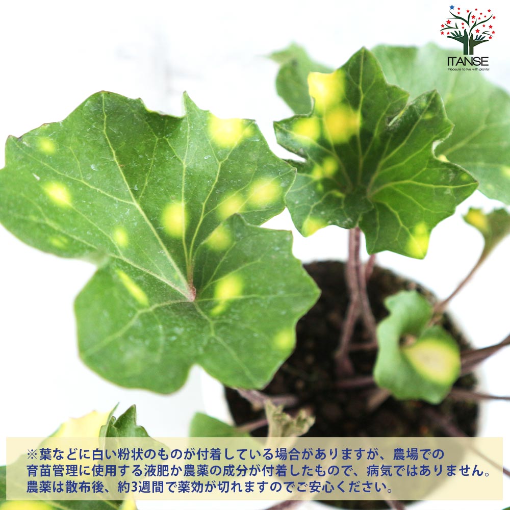 ツワブキ 紅葉々蛍(モミジバホタル)【花苗 4号鉢/1個売り】