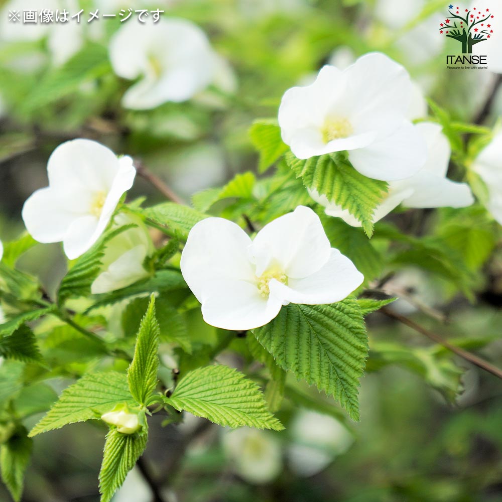 白 ヤマブキ 1歳くらい 苗一本 挿し穂おまけ付き 【公式通販】