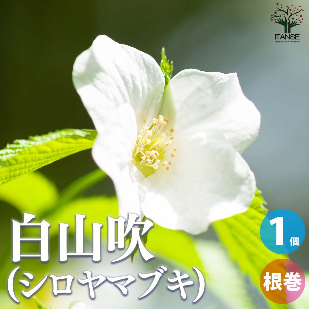 白山吹(シロヤマブキ) 根巻大苗【庭木／1個売り】｜ 【植物の