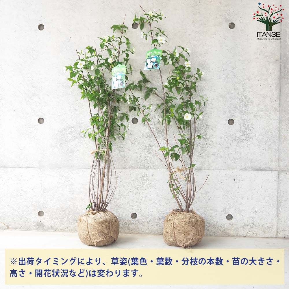白山吹(シロヤマブキ) 根巻大苗【庭木／1個売り】｜ 【植物の