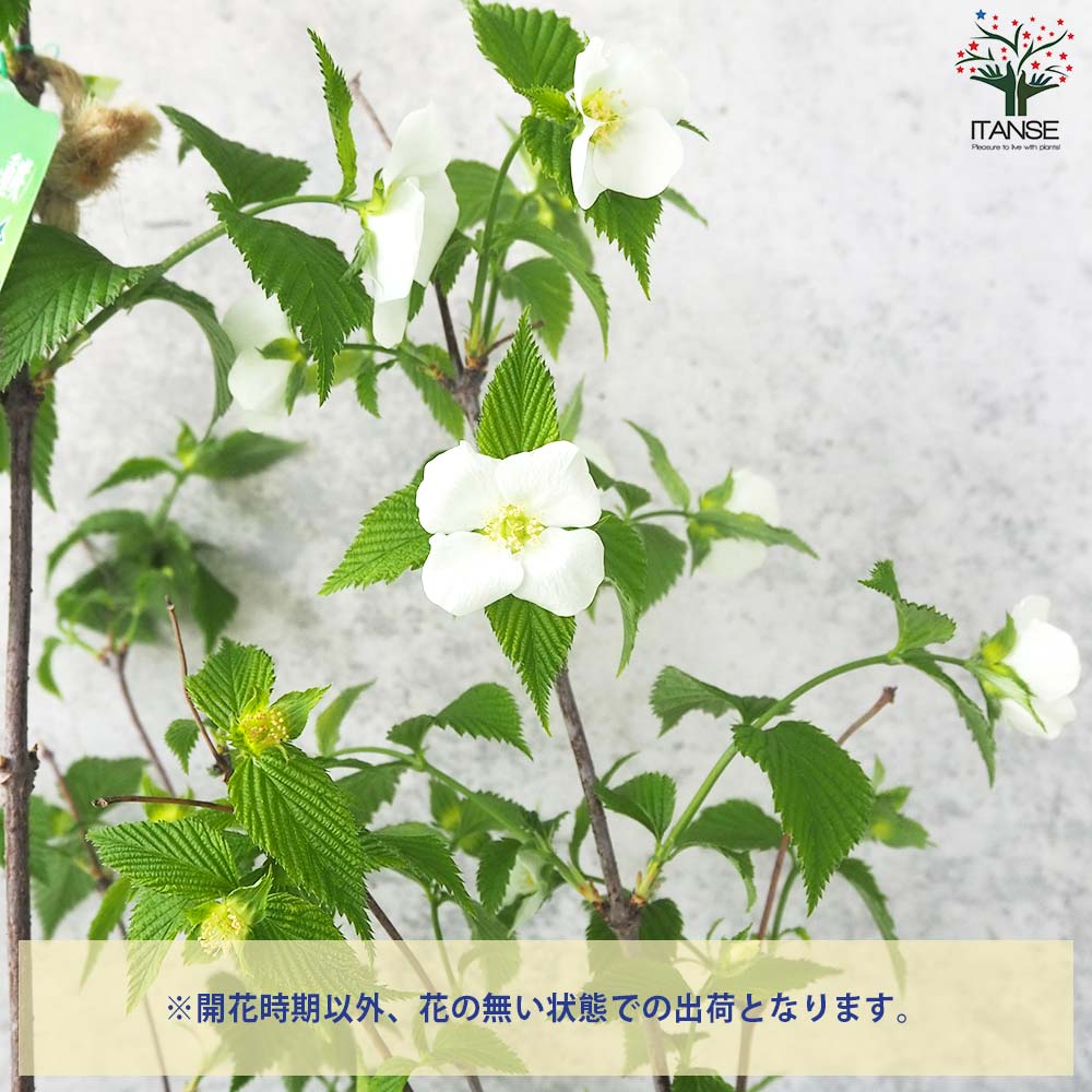 白山吹(シロヤマブキ) 根巻大苗【庭木／1個売り】｜ 【植物の