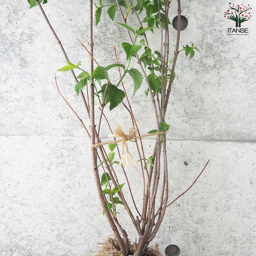 白山吹(シロヤマブキ) 根巻大苗【庭木／1個売り】｜ 【植物の