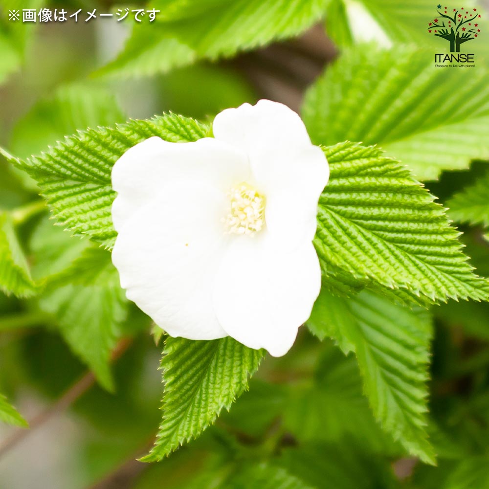 白　ヤマブキ　１歳くらい　苗一本　挿し穂おまけ付き 白山吹(シロヤマブキ) 根巻大苗【庭木／1個売り】｜ 【植物の