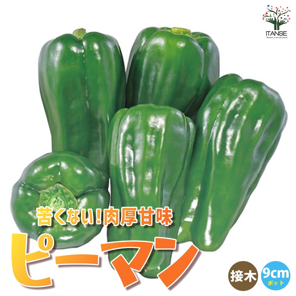 ピーマンの苗 苦くない!肉厚甘味ピーマン 接木苗2個～【野菜の苗 9cmポット】