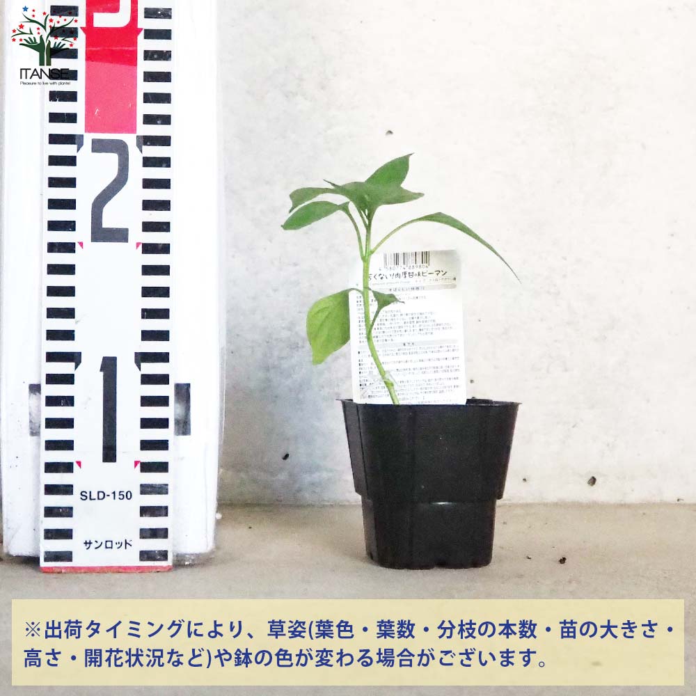 ピーマンの苗 苦くない!肉厚甘味ピーマン 接木苗2個～【野菜の苗 9cmポット】