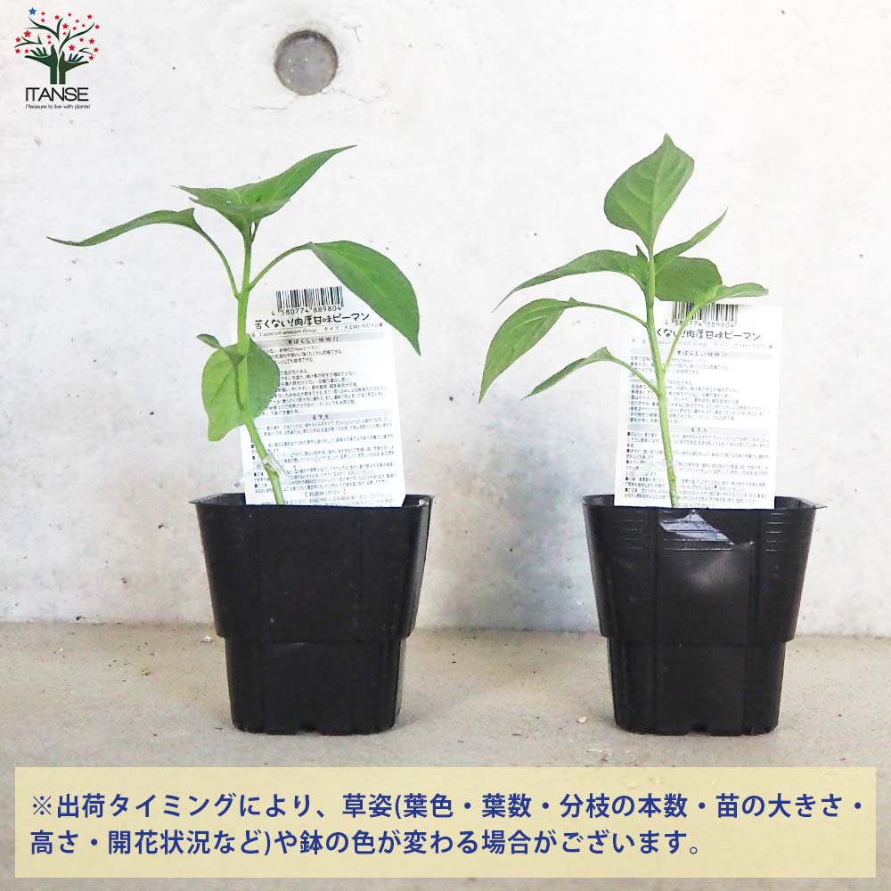 ピーマンの苗 苦くない!肉厚甘味ピーマン 接木苗2個～【野菜の苗 9cmポット】