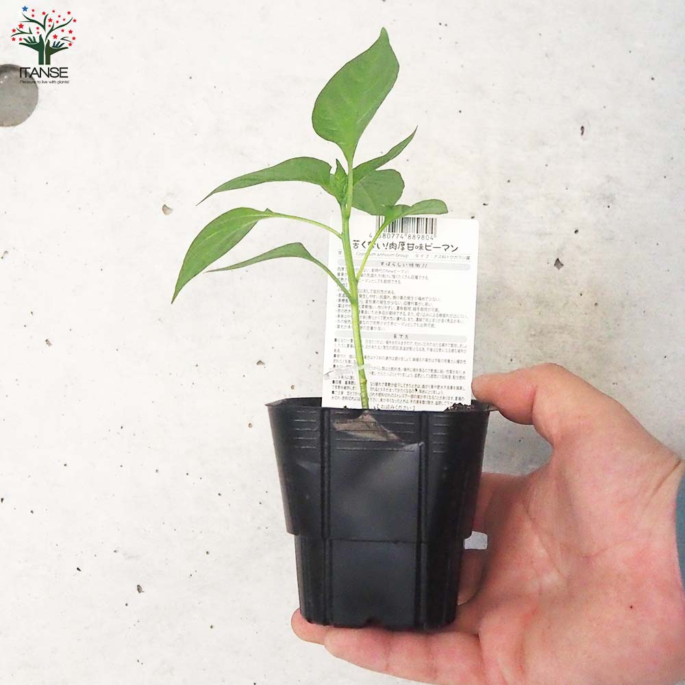 ピーマンの苗 苦くない!肉厚甘味ピーマン 接木苗2個～【野菜の苗 9cmポット】