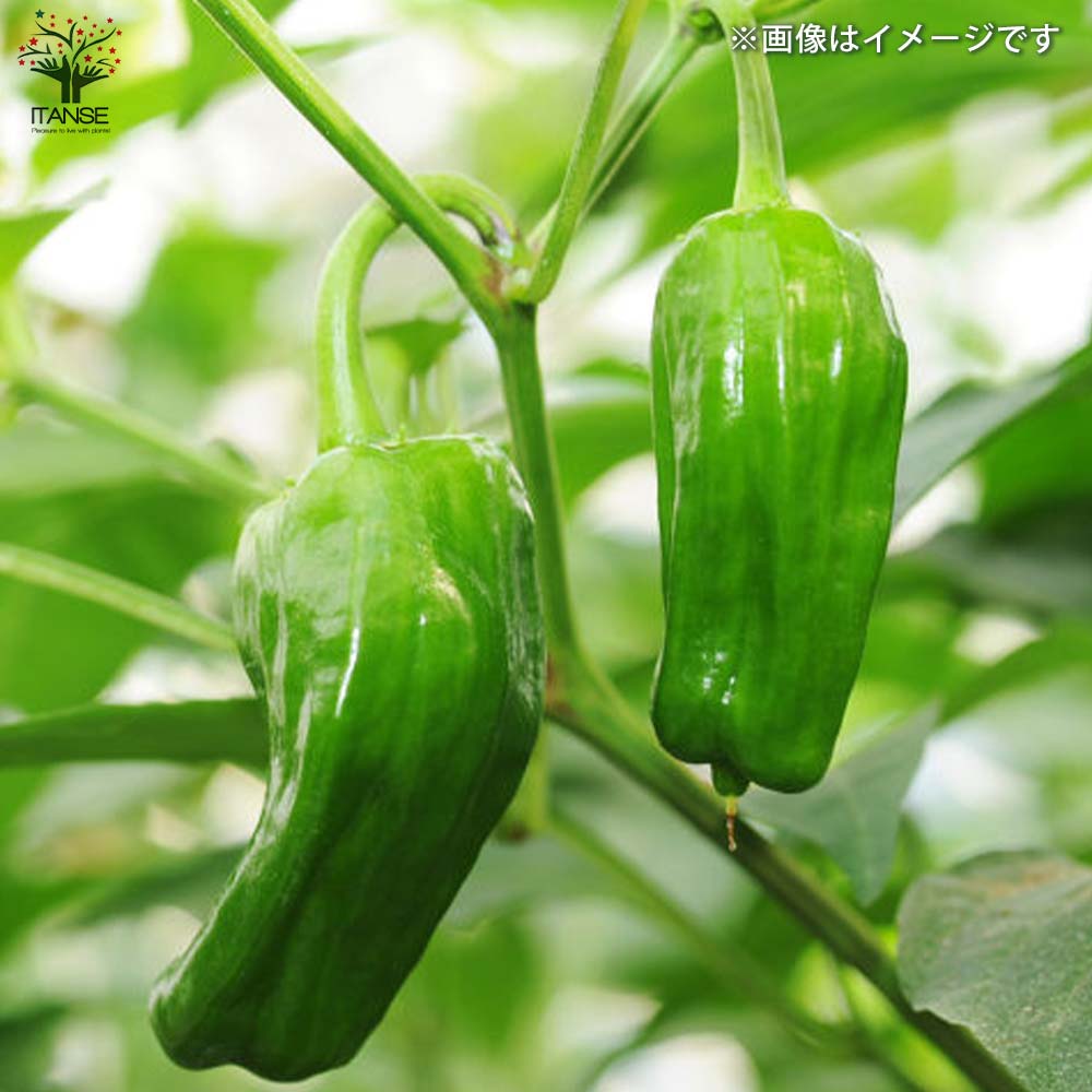 ピーマンの苗 苦くない!肉厚甘味ピーマン 接木苗2個～【野菜の苗 9cmポット】