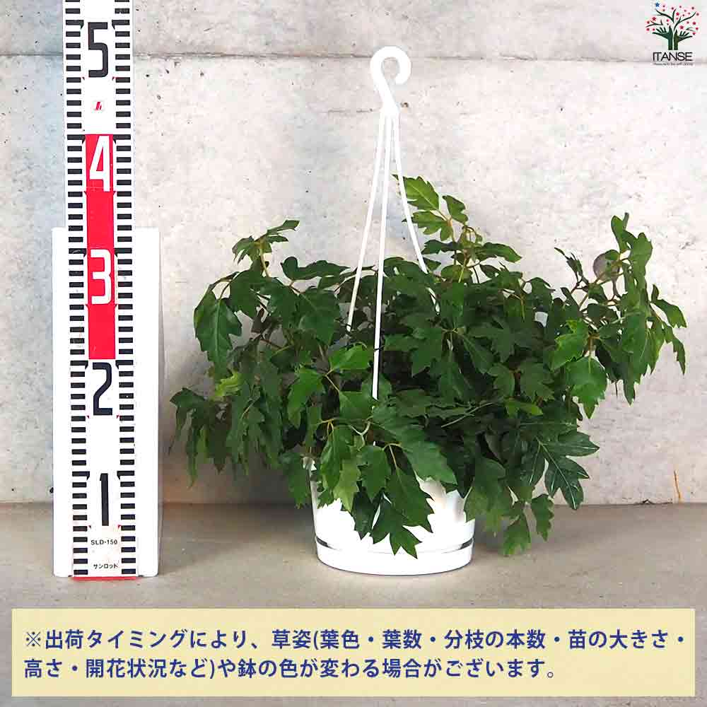 観葉植物 シッサス・エレンダニカ 【観葉植物 6号鉢／1個売り】