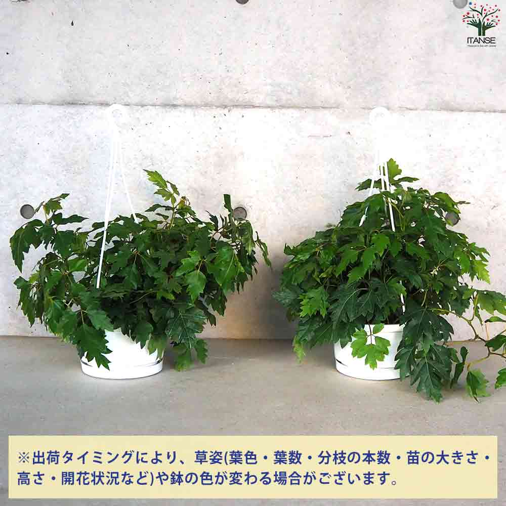 観葉植物 シッサス・エレンダニカ 【観葉植物 6号鉢／1個売り】