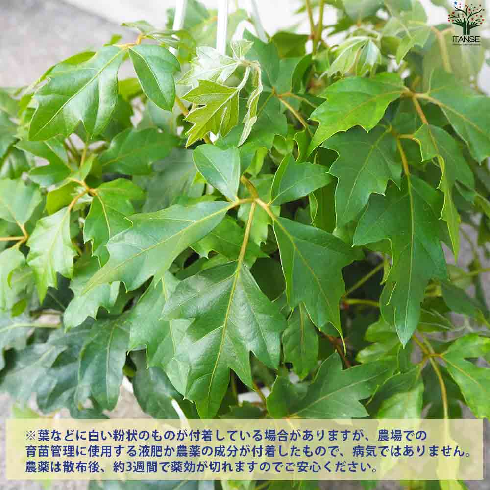観葉植物 シッサス・エレンダニカ 【観葉植物 6号鉢／1個売り】