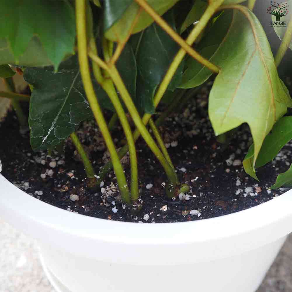 観葉植物 シッサス・エレンダニカ 【観葉植物 6号鉢／1個売り】