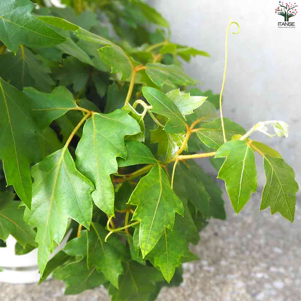 観葉植物 シッサス・エレンダニカ 【観葉植物 6号鉢／1個売り