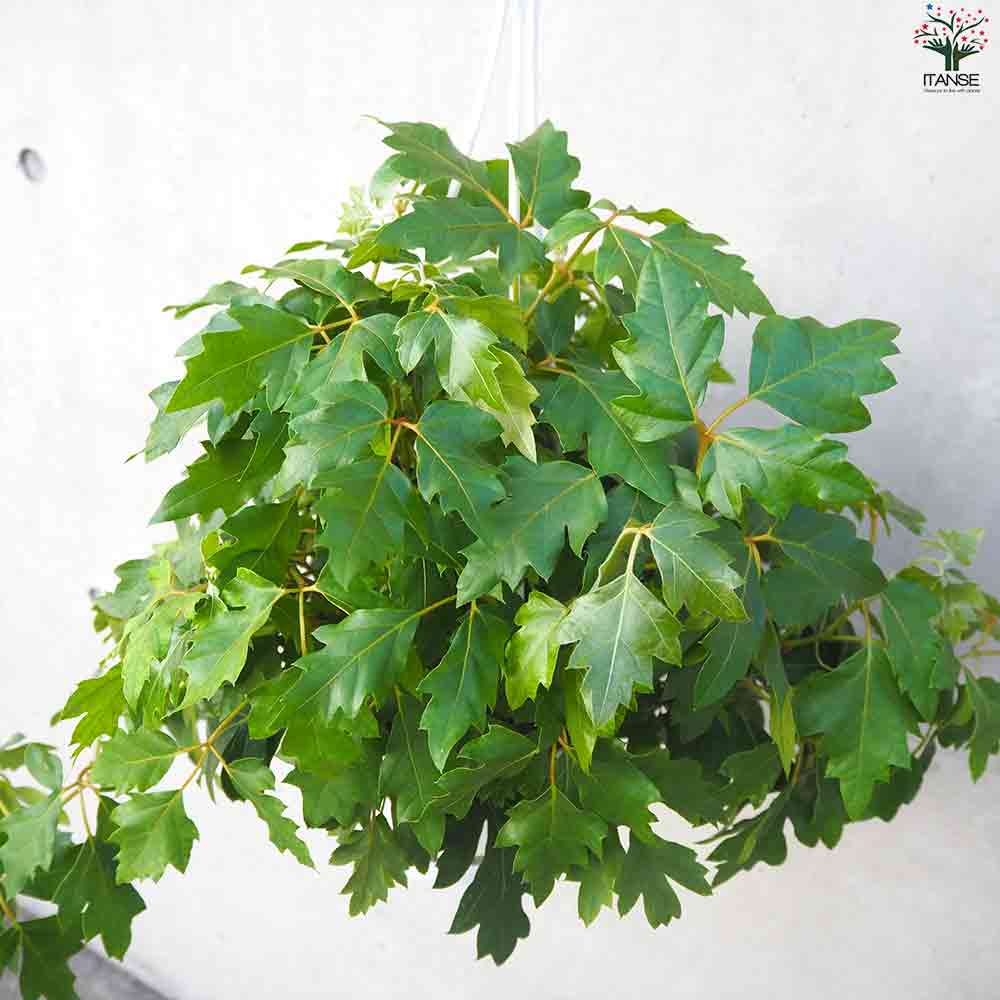 観葉植物 シッサス・エレンダニカ 【観葉植物 6号鉢／1個売り】