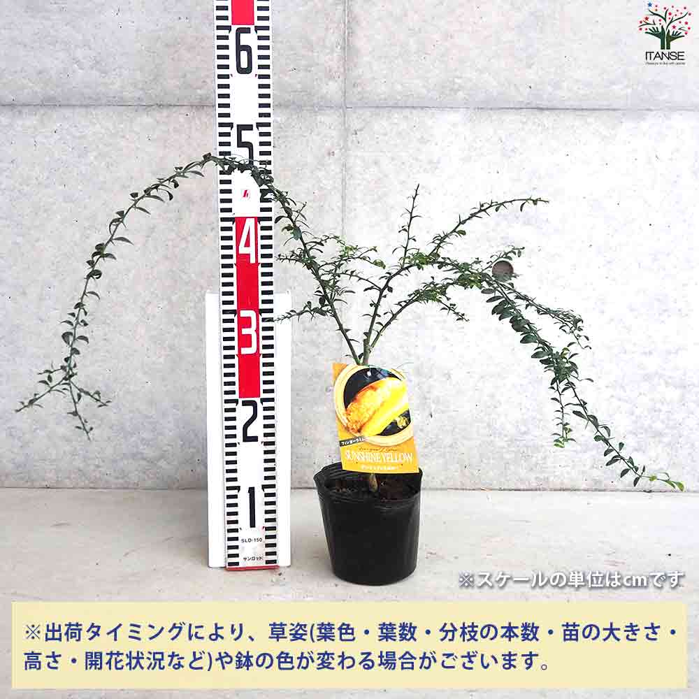 フィンガーライム サンシャインイエロー 【果樹の苗木 4.5号ポット/1個売り】