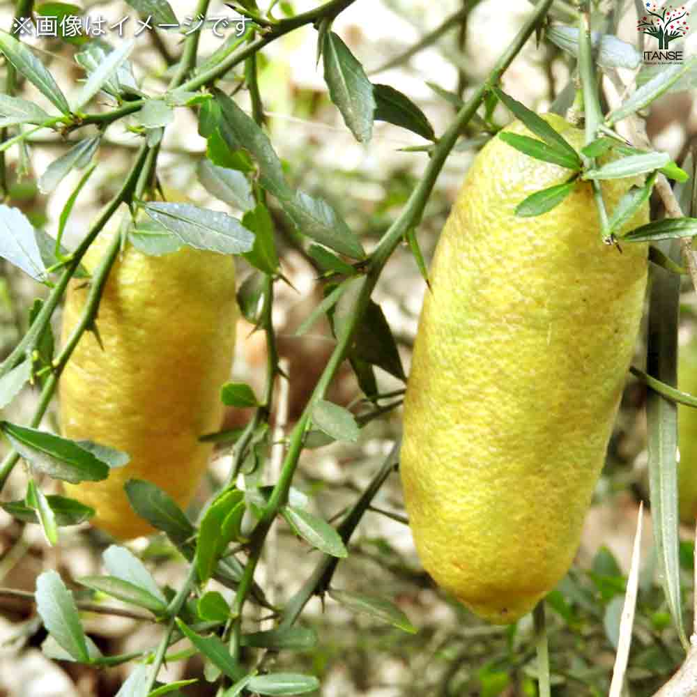 フィンガーライム サンシャインイエロー 【果樹の苗木 4.5号ポット/1個売り】