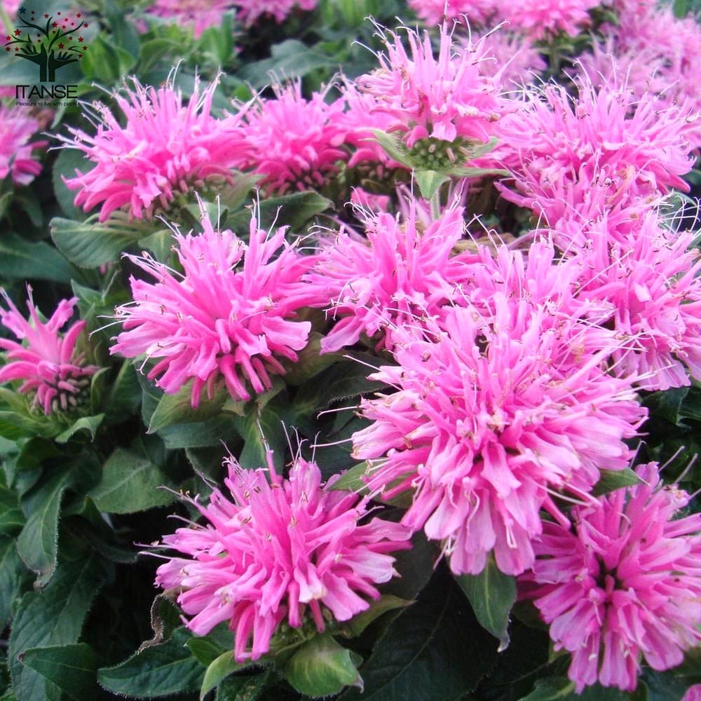 ベルガモットの苗 モナルダ ピンク花2個～【ハーブの苗 3.5号鉢】