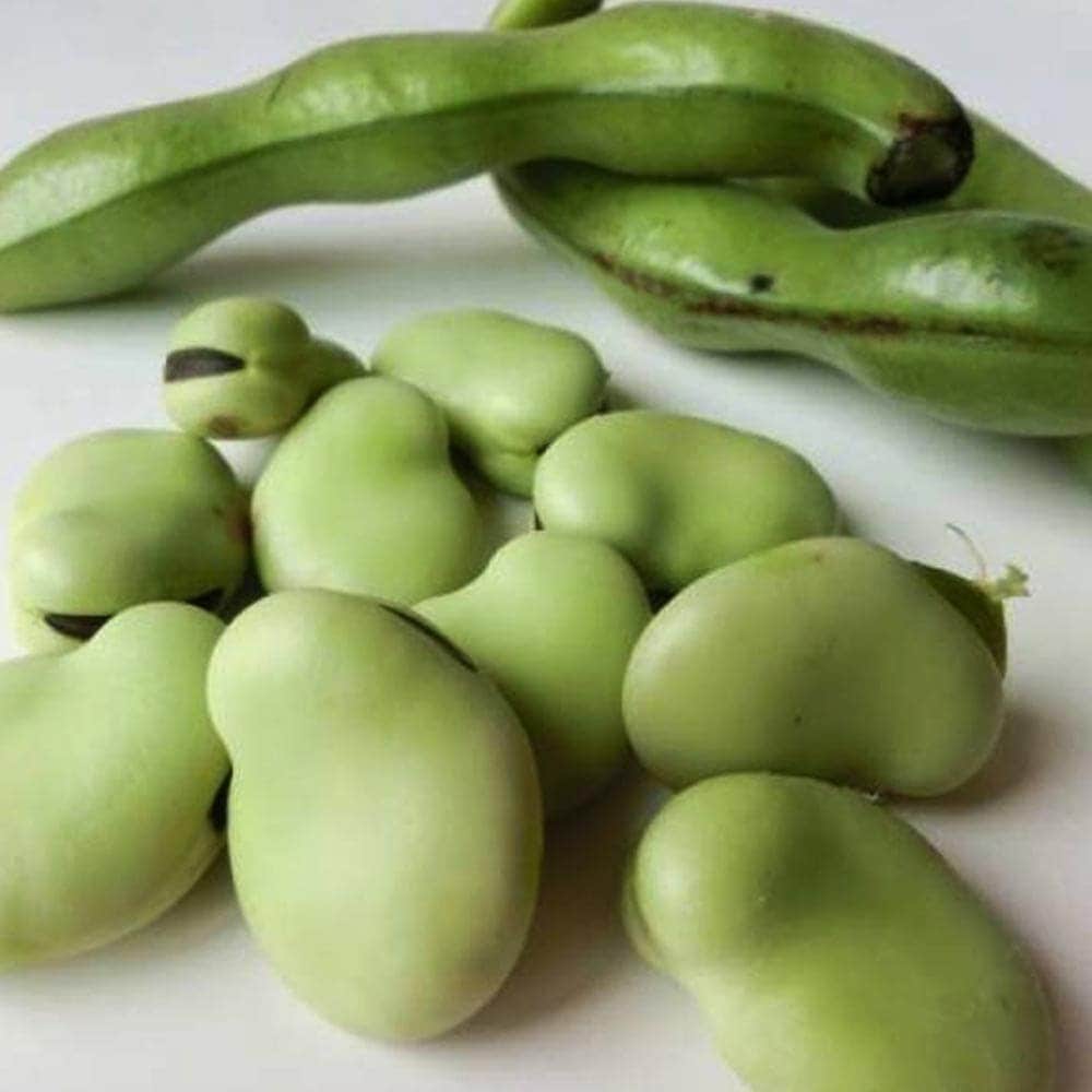 すずなりそら豆3個～【野菜苗 9cmポット】｜ 【植物のITANSE