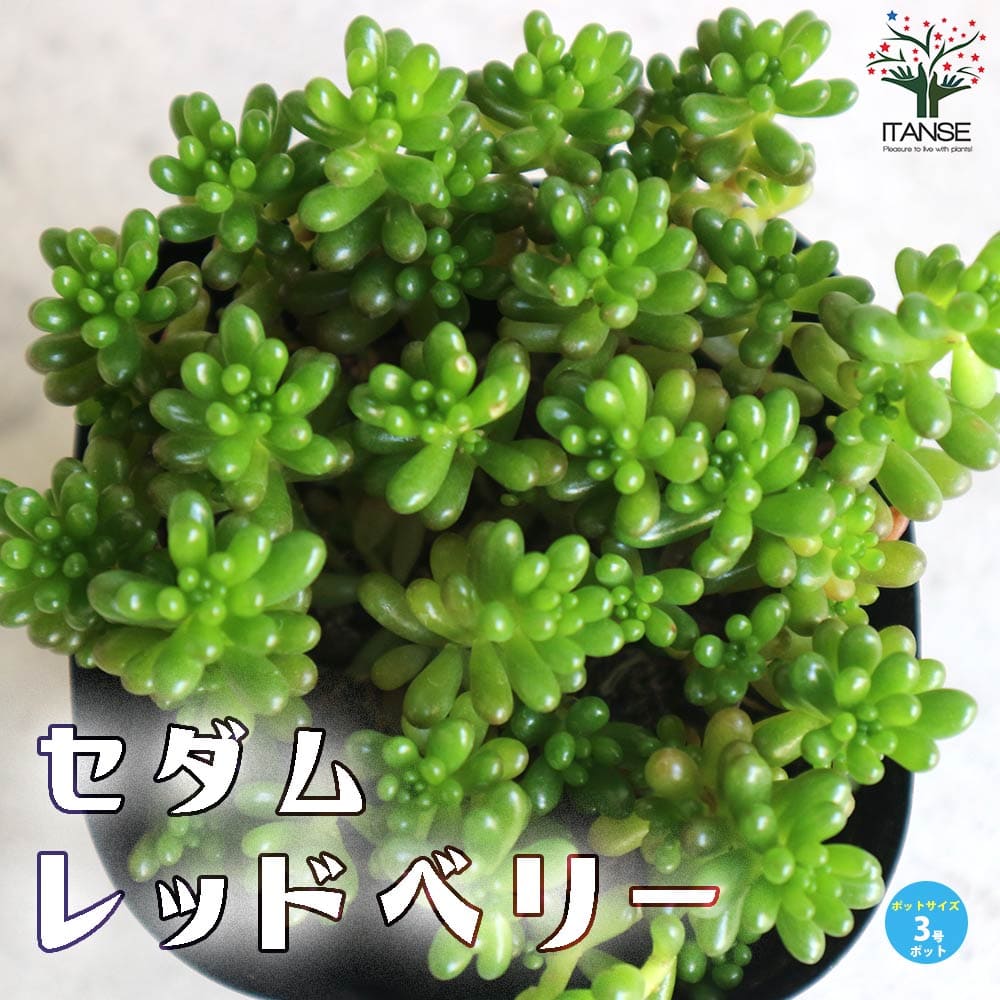 セダム レッドベリー【多肉植物 3号ポット】