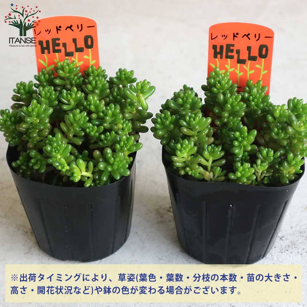 セダム レッドベリー【多肉植物 3号ポット】｜ 【植物のITANSE