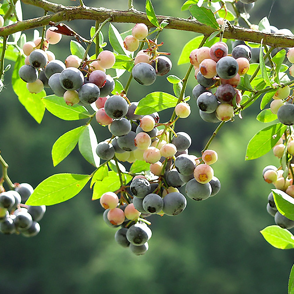 ホームベル」人気のラビットアイ系ブルーベリー苗木15cmポット(挿し木